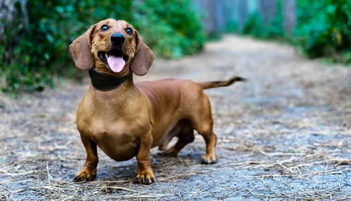 perro salchicha feliz parado en medio de un sendero