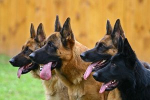 4 perros pastores parado en fila