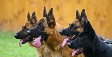 4 perros pastores parado en fila