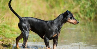 pinscher de pelo negro brillante parado a orillas de un lago