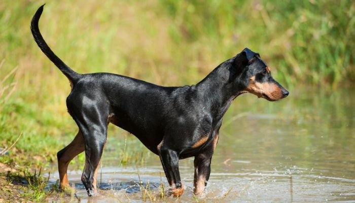 pinscher de pelo negro brillante parado a orillas de un lago