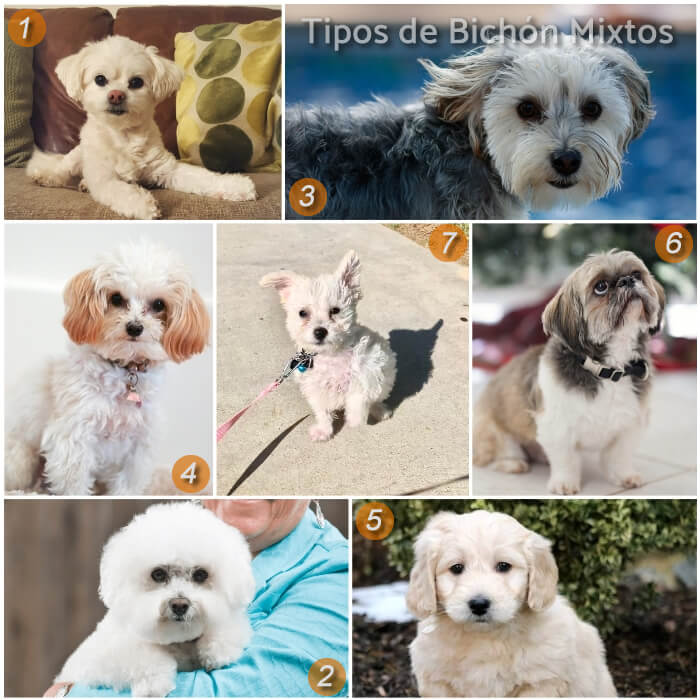 imagen collage con perros bichones mixtos