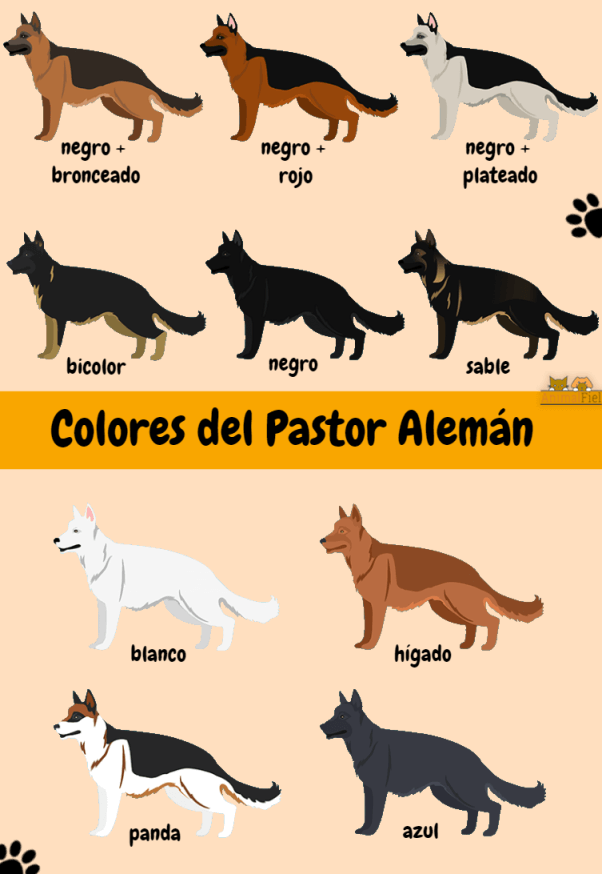 imagen diseño con los colores del pastor alemán