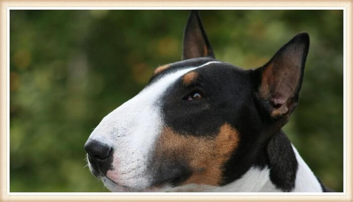 hermoso bull terrier tricolor con expresión pensativa