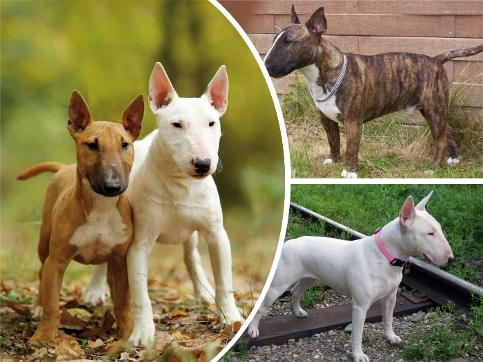 imagenc ollage con diferentes perros bull terrier