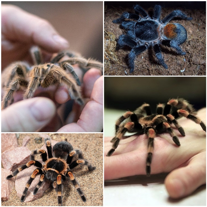 imagen collage de diferentes tarántulas mascota en el hogar