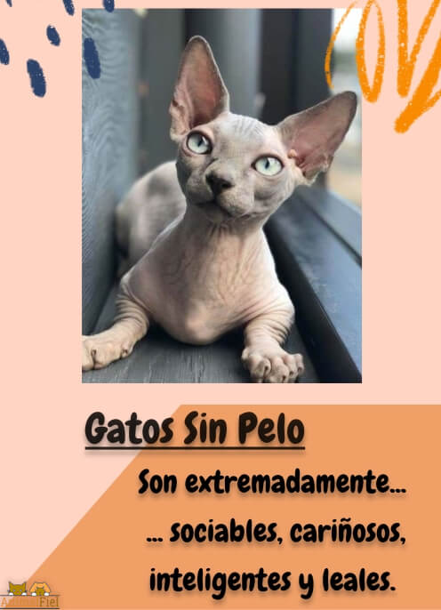 imagen diseño Razas de Gatos Sin Pelo