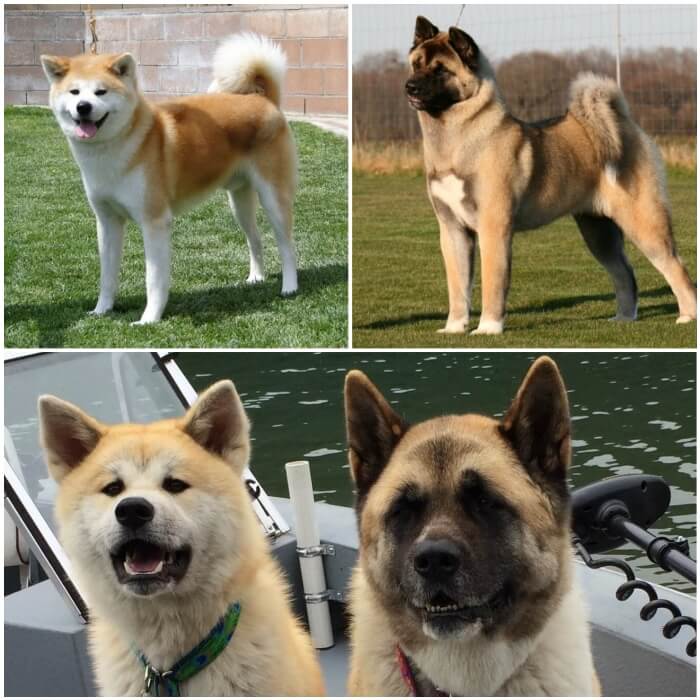 akita inu junto a akita americano en un bote