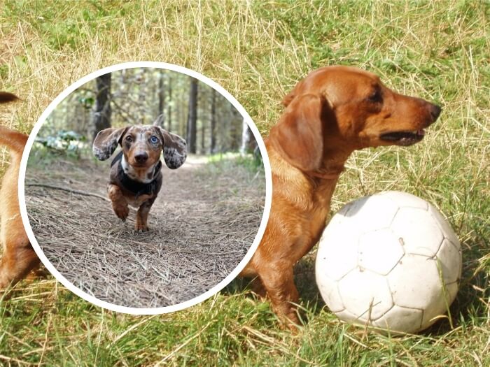 perro salchicha jugando con una pelota sobre la hierba