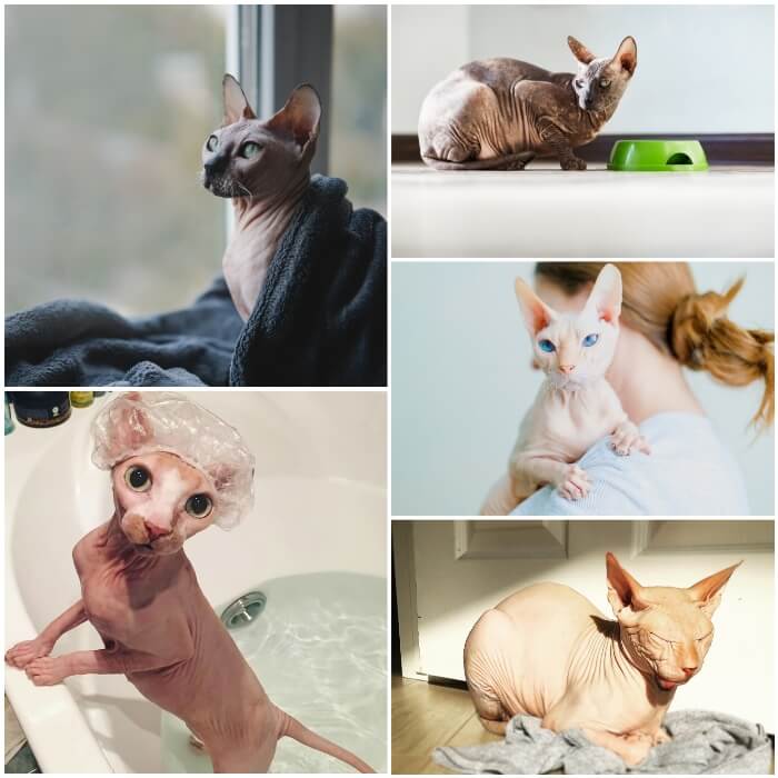 imagen collage con diferentes gatos sin pelo