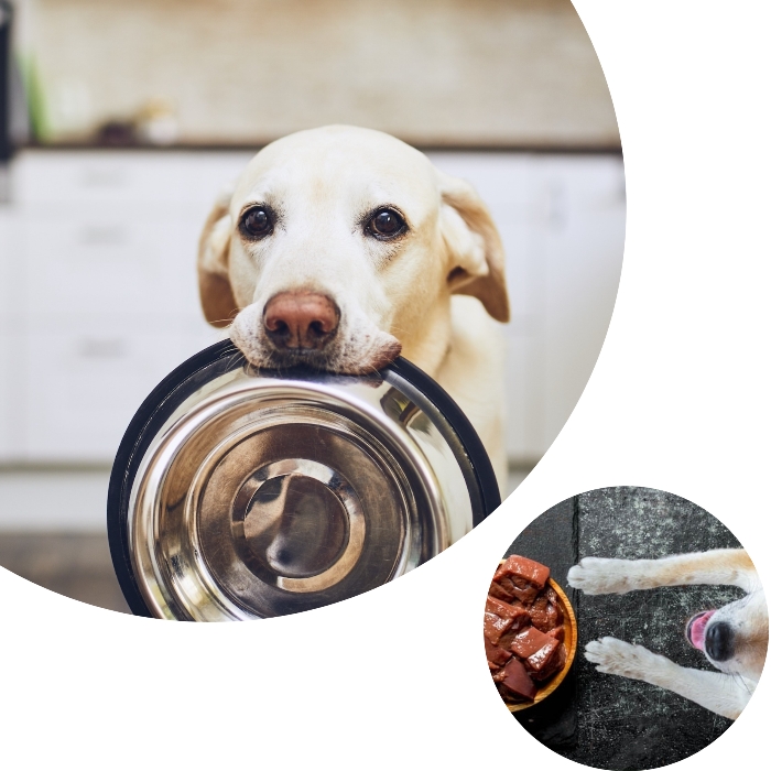 perro echado frente a un plato de hígado