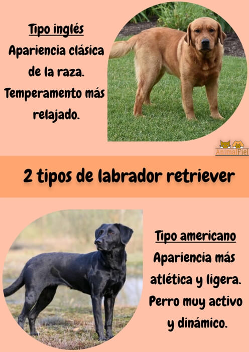 imagen diseño diferencias entre tipos de labrador