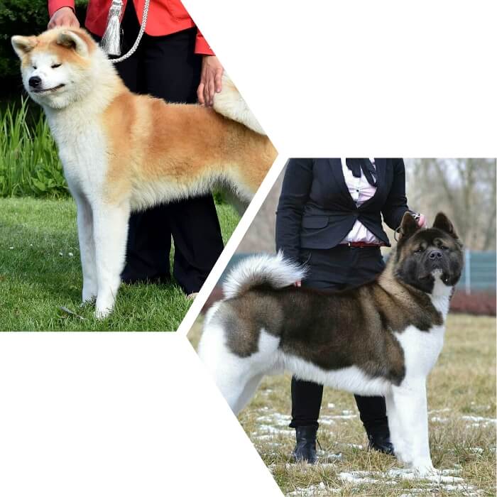 perros akitas en compañía de sus dueños