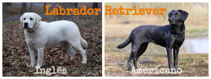 imagen comparativa entre tipos de retrievers