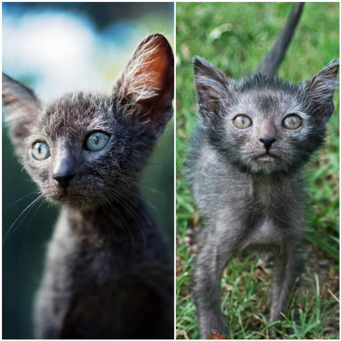 gato sin pelo Lykoi parado sobre el pasto