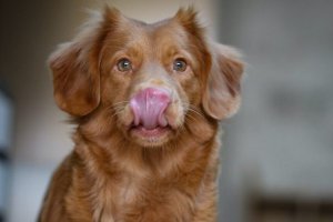 hermoso perro lamiéndose el hocico