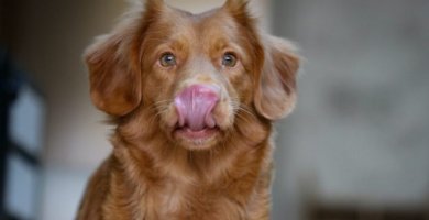 hermoso perro lamiéndose el hocico