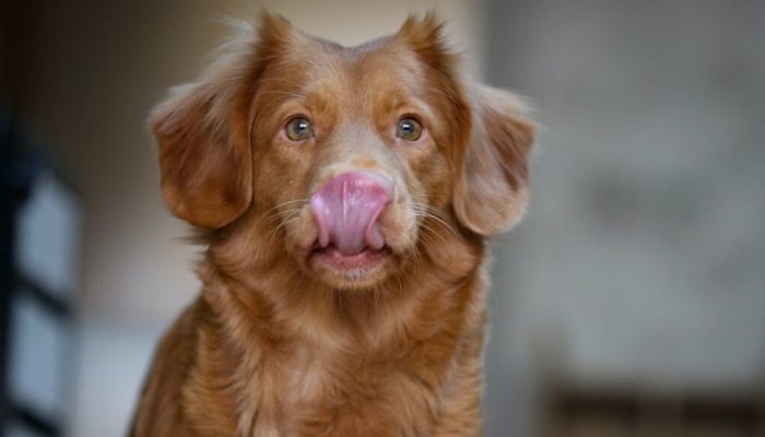 Los Perros Pueden Comer Hígado? Tipos, Recetas y Contraindicaciones