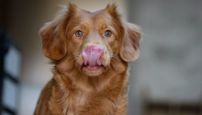 hermoso perro lamiéndose el hocico