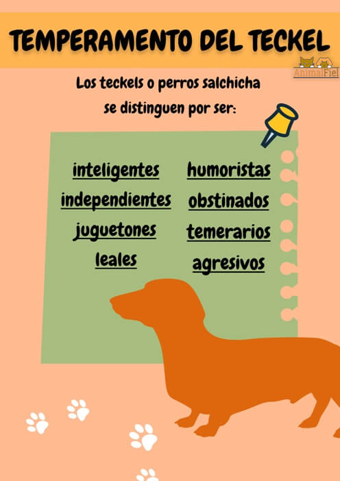 imagen diseño rasgos de la personalidad del dachshund