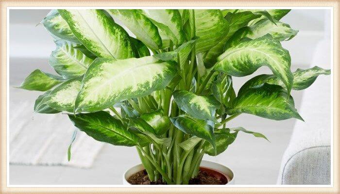 maceta con planta dieffenbachia frondosa