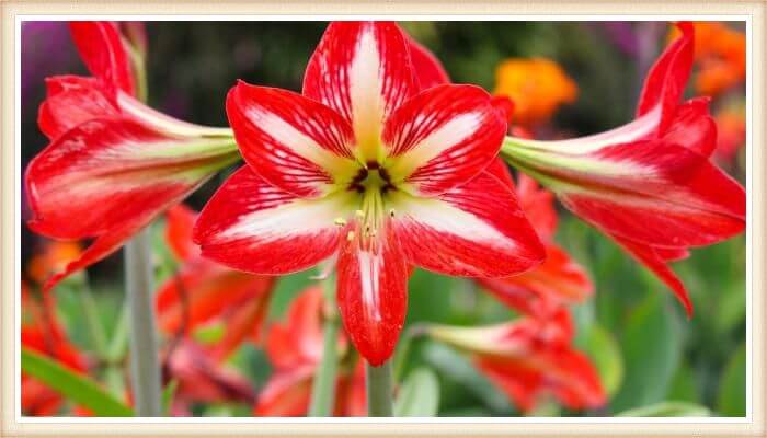 flores amaryllis de color rojo vibrante