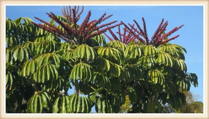 hermoso árbol paraguas en exterior