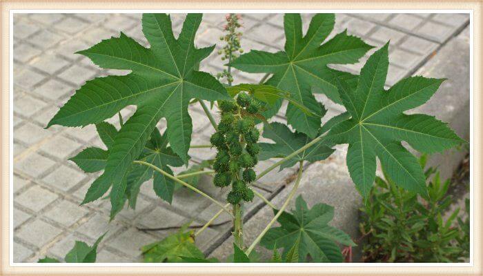 planta de higuereta con frutos