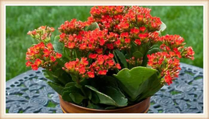 maceta con kalanchoe florido sobre la mesa del jardín