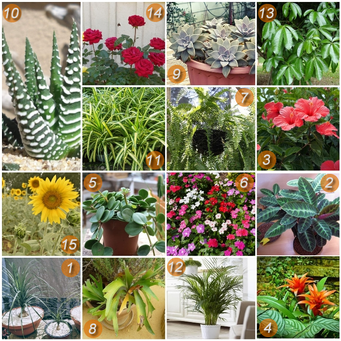 imagen collage de plantas no tóxicas para gatos