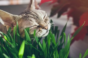 gato frotando su cara en una planta