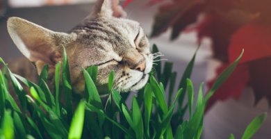 gato frotando su cara en una planta