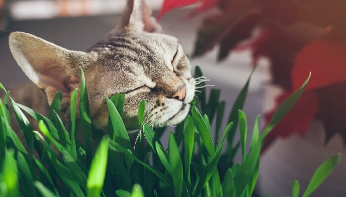 gato frotando su cara en una planta