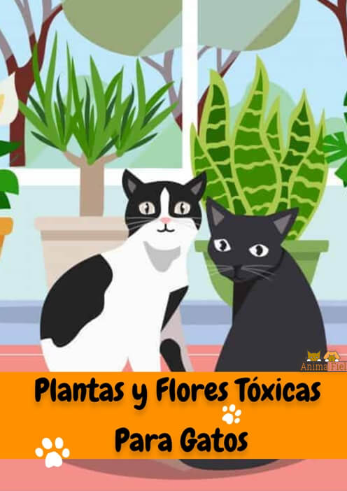 imagen diseño plantas y flores tóxicas en gatos