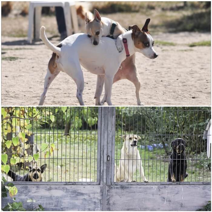 perros asomados detrás de una valla