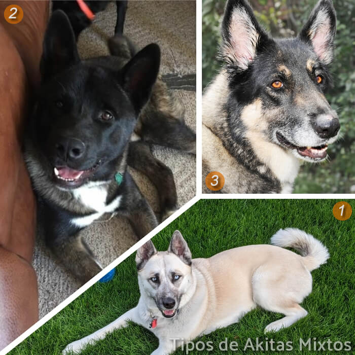 imagen collage de perros akitas mixtos