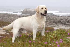 hermoso labrador parado atento sobre el terreno