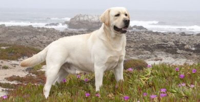 hermoso labrador parado atento sobre el terreno