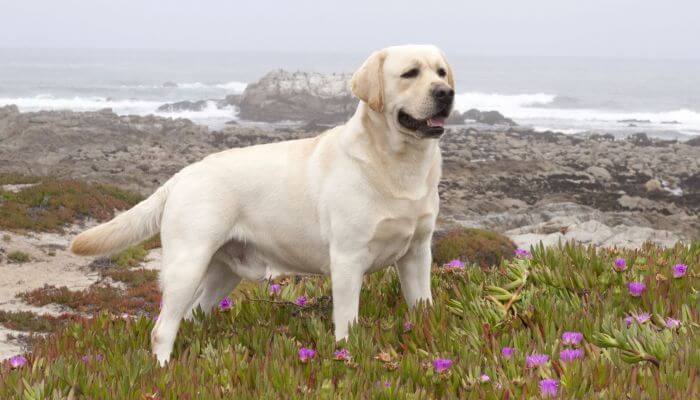 hermoso labrador parado atento sobre el terreno