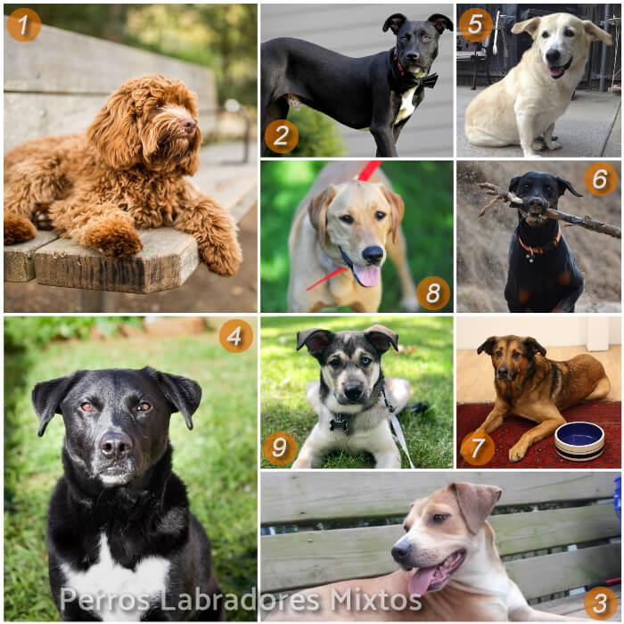 imagen collage de labradores mixtos