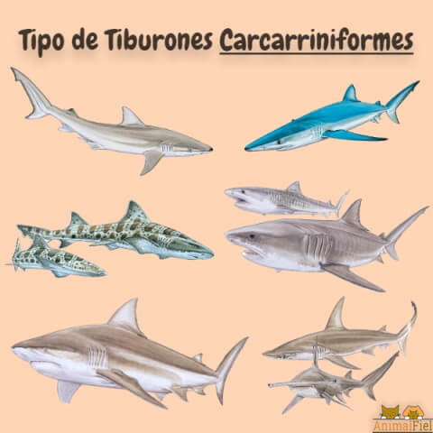 imagen diseño especies de tiburones carcarriniformes