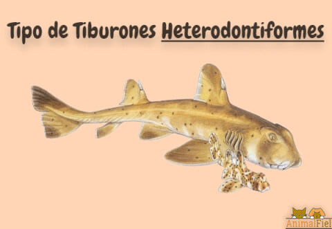 imagen diseño de tiburones heterodontiformes