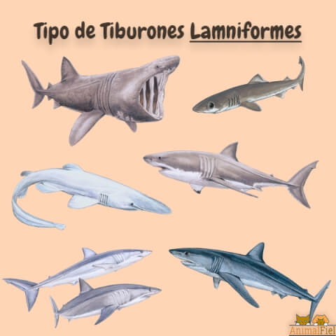 imagen diseño de tiburones lamniformes