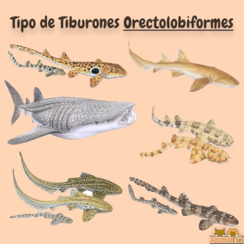 imagen diseño de tiburones orectolobiformes