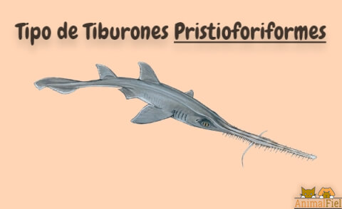 imagend iseño de tiburones pristioforiformes