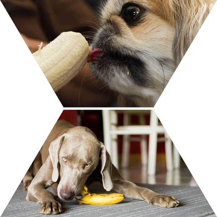perro echado en el piso comiendo plátano 