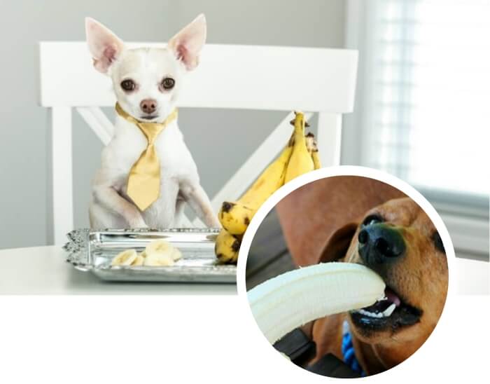 perro chihuahua frente a una porción de banana
