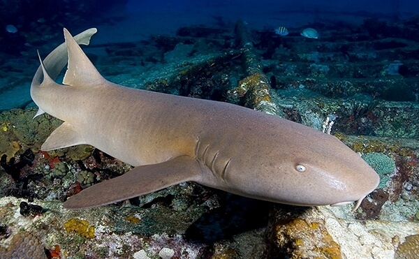 tiburón nodriza pegado al fondo rocoso 