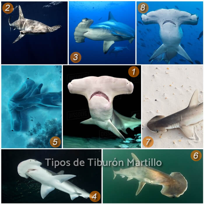 imagen collage de diferentes tiburones martillo