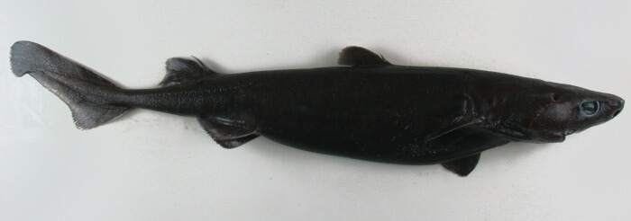 gran tiburón linterna de color negro intenso